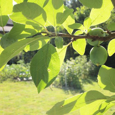 Les Jardins De Lily Hotel Saint-Léonard-de-Noblat Zewnętrze zdjęcie